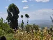 20 Acres Farm for Sale in Nakuru Miti Mingi - 5