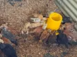 Month Old Rainbow Rooster Chicks - 1