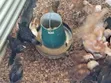 Month Old Rainbow Rooster Chicks - 2