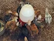 Month Old Rainbow Rooster Chicks - 3