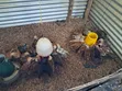 Month Old Rainbow Rooster Chicks - 4