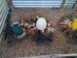 Month Old Rainbow Rooster Chicks - 5