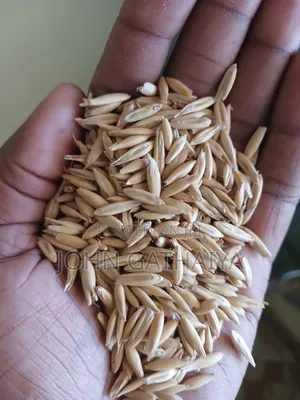 Oats Seeds - High Quality