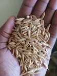 Oats Seeds - High Quality - 1