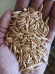 Oats Seeds - High Quality - 2