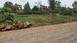 Mushrooms Gardens Estate Kiambu Road Prime 1/2 Acre Land - 3