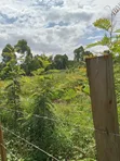 Quarter Acre Plot for Sale in Makutano, Trans Nzoia - 3