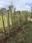 Quarter Acre Plot for Sale in Makutano, Trans Nzoia - 5