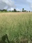 1.4 Acre Parcel in Mua Hills - 2
