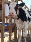 Ng'ombe wa Holstein kwa Uuzaji - 1