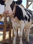 Ng'ombe wa Holstein kwa Uuzaji - 2