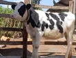Ng'ombe wa Holstein kwa Uuzaji - 3
