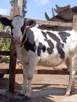 Ng'ombe wa Holstein kwa Uuzaji - 4