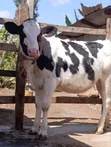 Ng'ombe wa Holstein kwa Uuzaji - 5