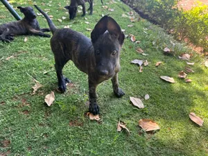 Purebred Dutch Shepherd Puppy (Male, 1-3 Months)