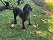 Purebred Dutch Shepherd Puppy (Male, 1-3 Months) - 1
