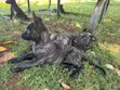 Purebred Dutch Shepherd Puppy (Male, 1-3 Months) - 2