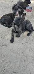 Purebred Dutch Shepherd Puppy (Male, 1-3 Months) - 3