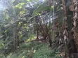 Mwimuto Prime Commercial/Residential Plot - 50x100 Freehold - 2