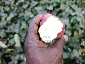 American Sweet Potato Cuttings (Orange Flesh)