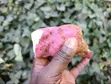 American Sweet Potato Cuttings (Orange Flesh) - 4