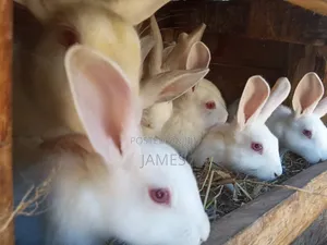 Home Rabbits for Sale