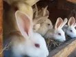 Home Rabbits for Sale - 1