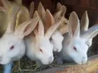 Home Rabbits for Sale - 2