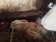 Home Rabbits for Sale - 3