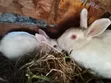Home Rabbits for Sale - 4