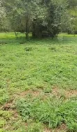 4 Acres Commercial Land for Sale in Murang'a - 1