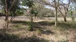 1/4 Acre Prime Plots for Sale in Ongata Rongai Town - 1