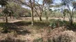 1/4 Acre Prime Plots for Sale in Ongata Rongai Town - 2