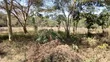 1/4 Acre Prime Plots for Sale in Ongata Rongai Town - 3