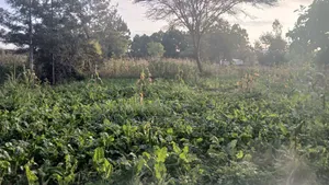 1/8 Acre Prime Plots for Sale in Ongata Rongai Rimpa