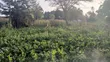 1/8 Acre Prime Plots for Sale in Ongata Rongai Rimpa - 1