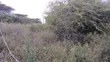 1/8 Acre Plots for Sale in Ongata Rongai - 2