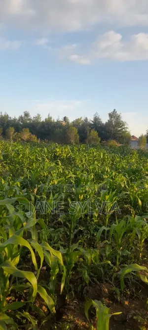 Eka Moja ya Ardhi Inauzwa Mirera, Naivasha