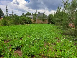 Prime Plot in Kiamunyeki, Lanet