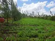 Prime Plot in Kiamunyeki, Lanet - 2