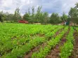 Prime Plot in Kiamunyeki, Lanet - 3
