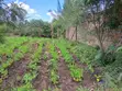 Prime Plot in Kiamunyeki, Lanet - 4