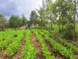 Prime Plot in Kiamunyeki, Lanet - 5