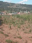 50x100 Plot for Sale, Mai Mahiu Highway, Ruiru - 2