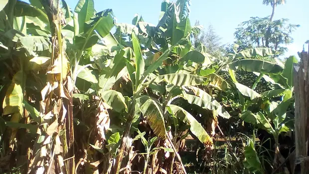 Prime Plots for Sale in Nairobi Area, Eldoret - 1