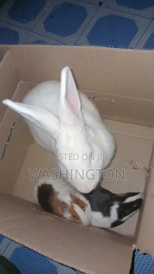 Matured Rabbit Pair and Guinea Pig Pair - 1