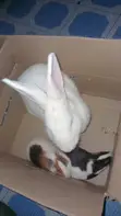Matured Rabbit Pair and Guinea Pig Pair - 1