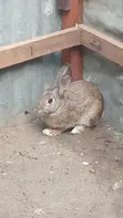 Matured Rabbit Pair and Guinea Pig Pair - 2