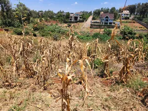 Ruiru Mugutha 100x200 Plot for Sale