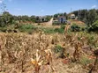 Ruiru Mugutha 100x200 Plot for Sale - 2
